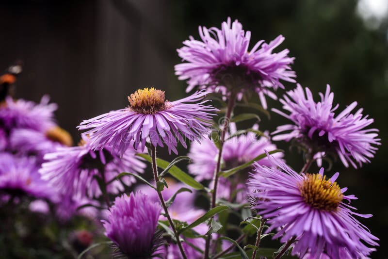 Aster Flowers Blooming in Garden Summer Time. Stock Image Image of
