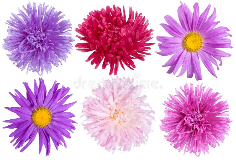 Aster flowers set