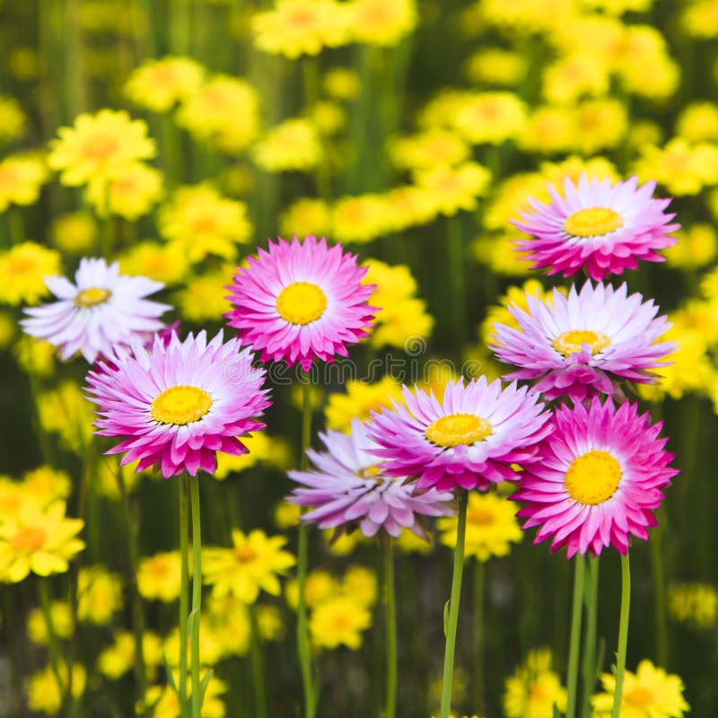 Aster pink on Yellow