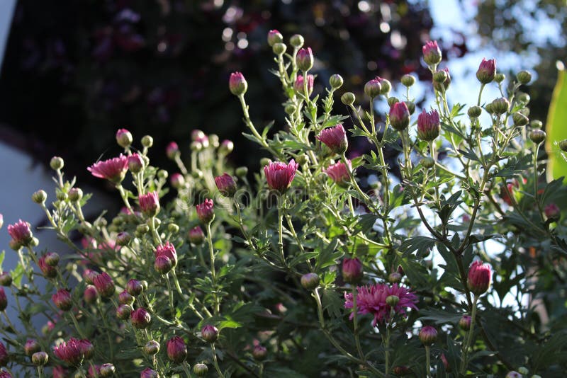 Aster rosa nel giardino immagine stock Aster rosa nel giardino immagine stock