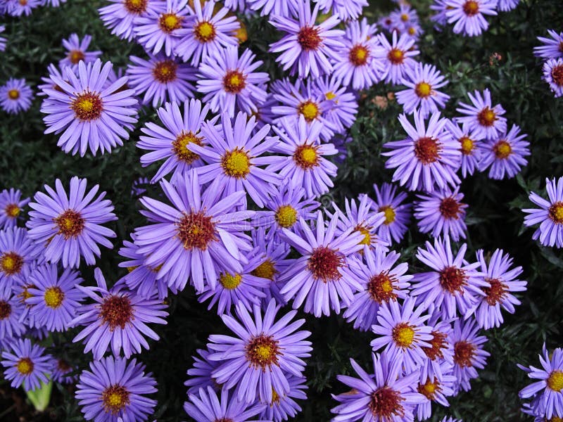 aster stokrotka zdjęcia stock aster stokrotka zdjęcia stock