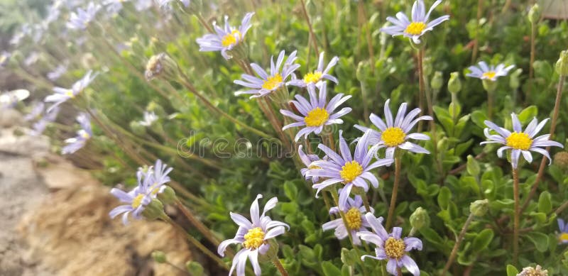 Garden flowers planted en masse - Aster x frikartii `Monch`