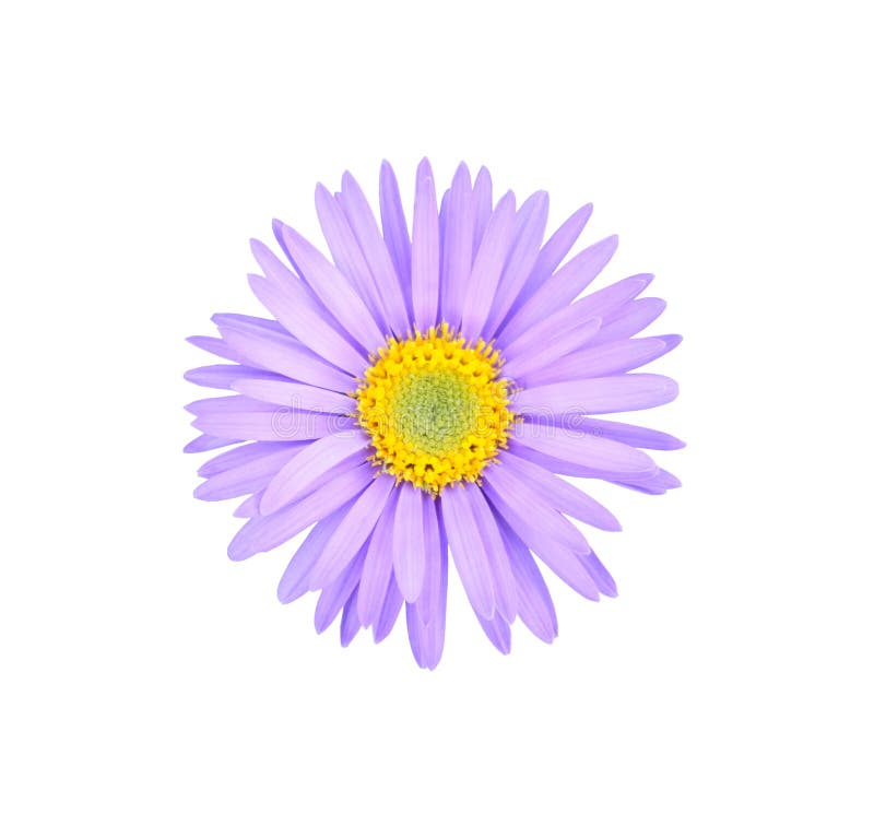 Asterbloem stock foto Asterbloem stock foto