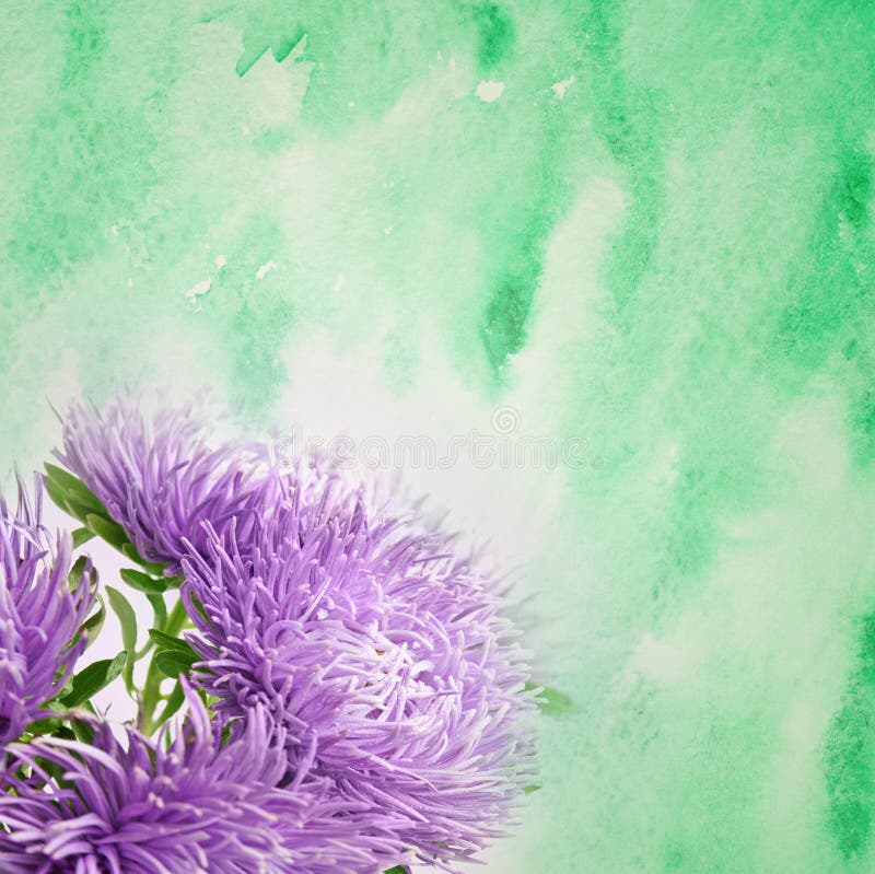 Asterblumen lizenzfreies stockbild Asterblumen lizenzfreies stockbild