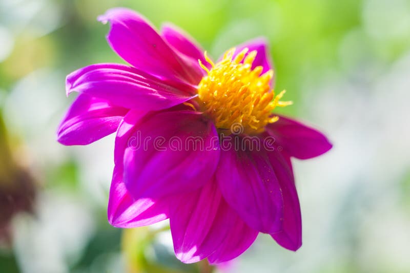 Asters Autumn Flower Background. Autumn Flowers, Violet Red Flower