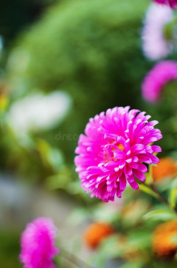 Asters are Beautiful Multi-colored Flowers To Decorate Flower Beds and ...