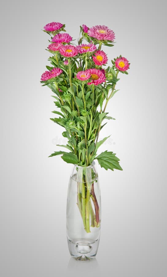 Asters Bouquet. Beautiful Flowers in Vase Isolated Stock Photo - Image ...