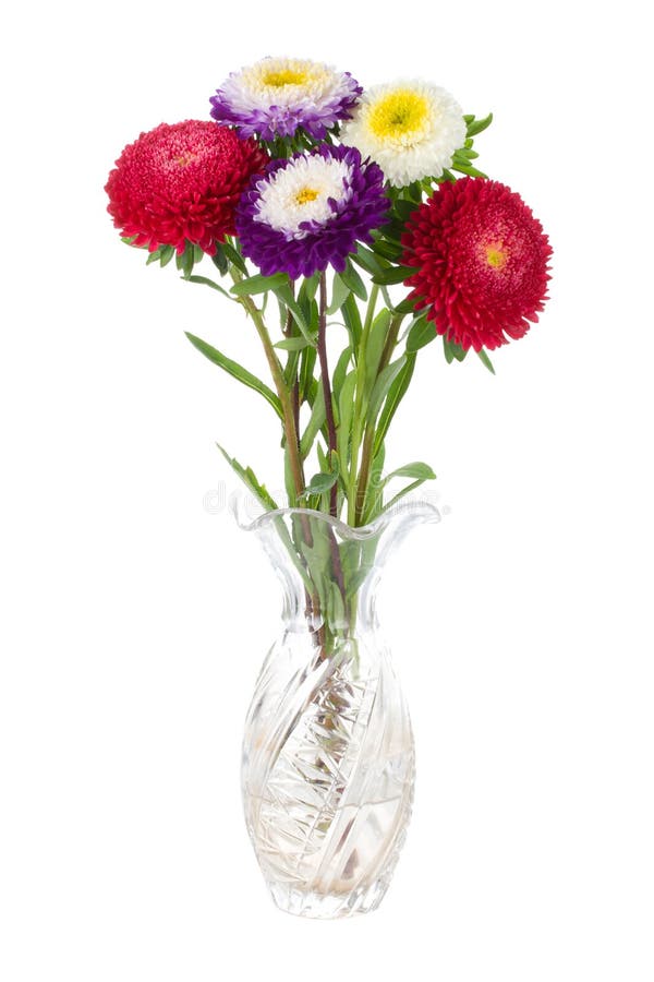 Asters in vase stock photo. Image of five, isolated, white - 11859814