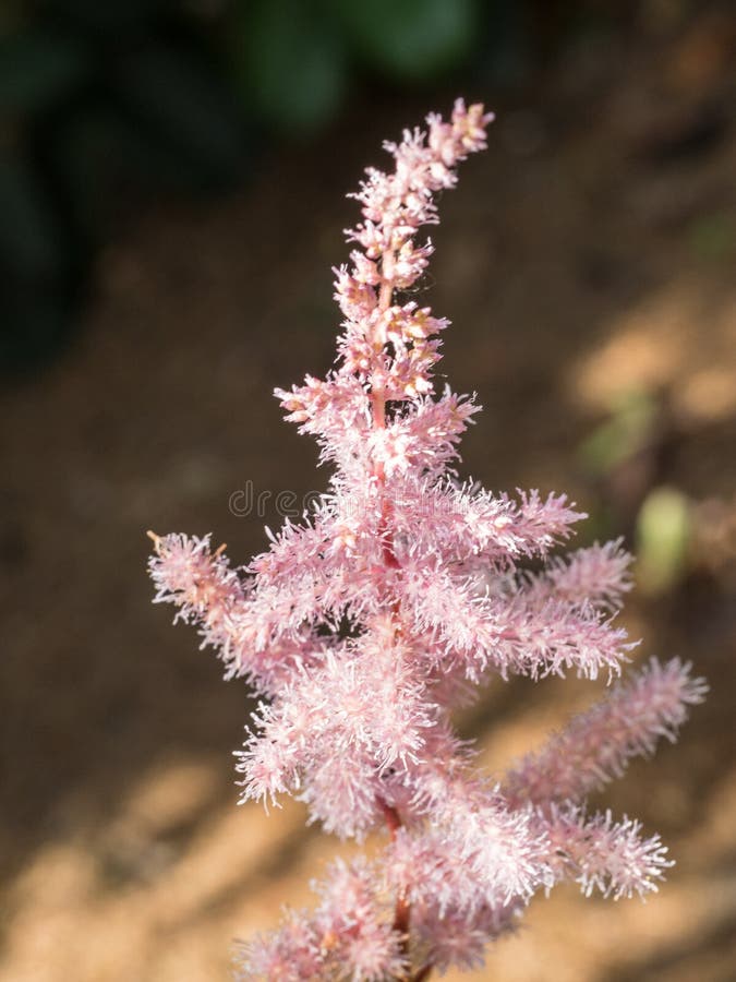 Astilbe chinensis is a herbaceous plant with alternate, pinnately compound leaves, on thin stems.