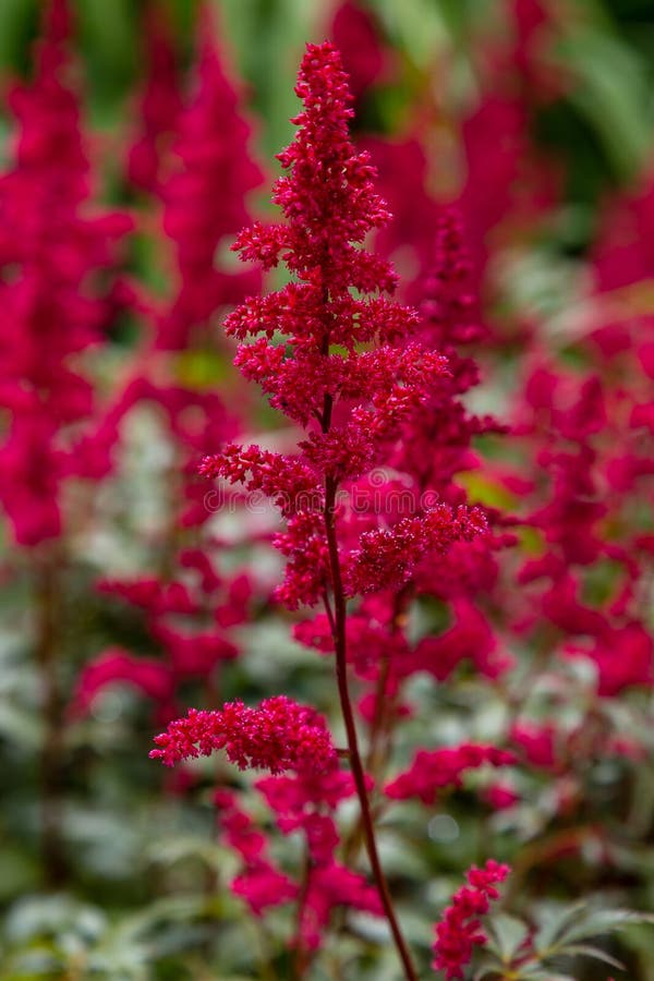 Astilbe Japonica Red Sentinel in Garden Stock Photo - Image of outdoor ...