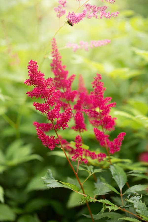 Astilbe Завод Старого Мира семьи saxifrage, с шлейфами крошечных белых, розовых, или красных цветков стоковая фотография Astilbe Завод Старого Мира семьи saxifrage, с шлейфами крошечных белых, розовых, или красных цветков стоковая фотография