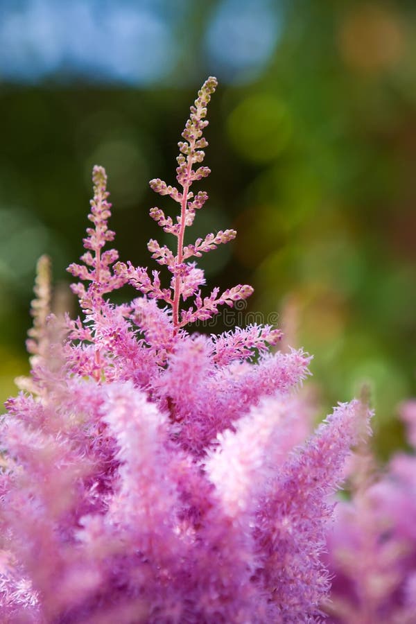 Pink astilbe flowers in the garden. Pink astilbe flowers in the garden
