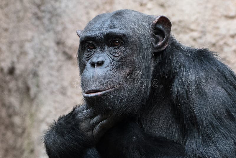 Astonishment - face of a Bonobo, Pan paniscus - a kind of pygmy Chimpanzee at the zoo of Leipzig royalty free stock photo Astonishment - face of a Bonobo, Pan paniscus - a kind of pygmy Chimpanzee at the zoo of Leipzig royalty free stock photo