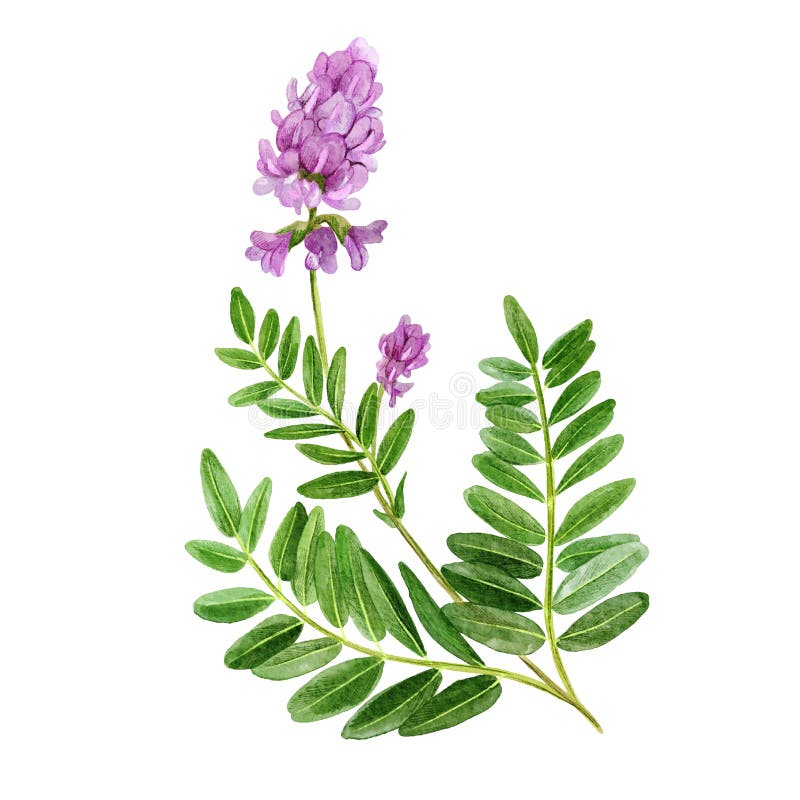 Astragalus with flowers and leaves, medical tea herb, hand drawn watercolor illustration.