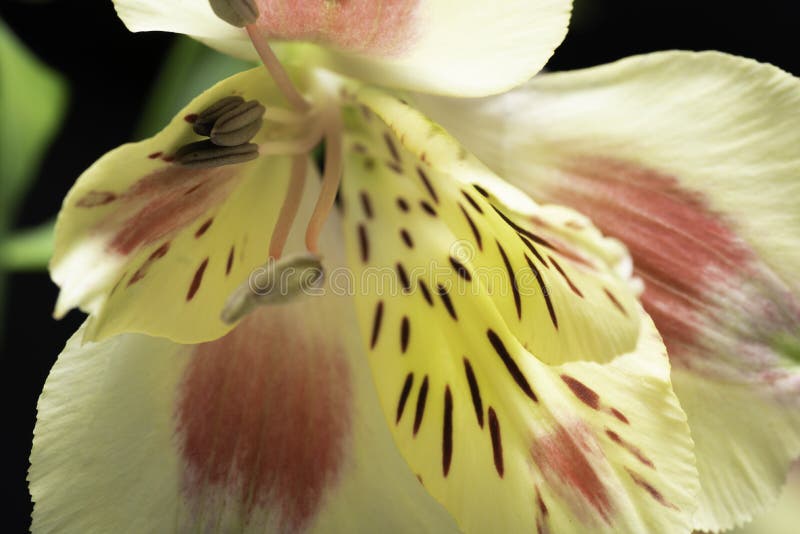 Astromelia Branca, Amarela, Vermelha E Manchas Foto de Stock - Imagem de  botânica, romance: 159281824