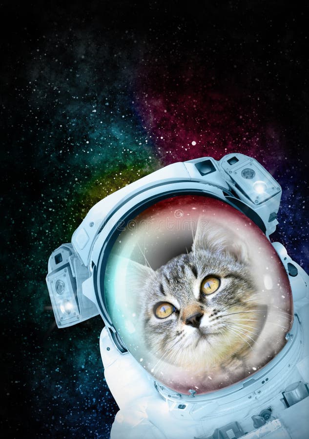 Gato en para el conocimiento el universo.