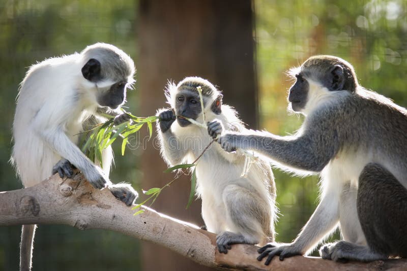 Three monkeys eating a branch. Three monkeys eating a branch