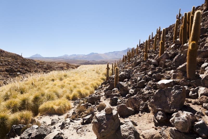 Atacama Desert. North of Chile Stock Image Image of adventure