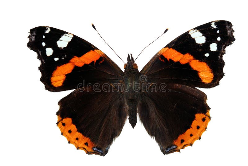 Atalanta di Vanessa (farfalla) fotografie stock libere da diritti