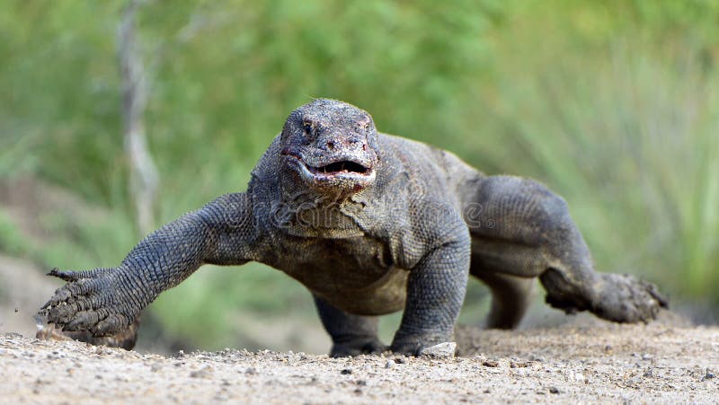 Ataque de un dragón de Komodo El dragón que corre en la arena El komodoensis corriente del Varanus del dragón de Komodo Es la vid imagen de archivo Ataque de un dragón de Komodo El dragón que corre en la arena El komodoensis corriente del Varanus del dragón de Komodo Es la vid imagen de archivo