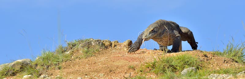 Ataque de un dragón de Komodo El dragón que corre en la arena El komodoensis corriente del Varanus del dragón de Komodo Es la vid fotos de archivo libres de regalías Ataque de un dragón de Komodo El dragón que corre en la arena El komodoensis corriente del Varanus del dragón de Komodo Es la vid fotos de archivo libres de regalías