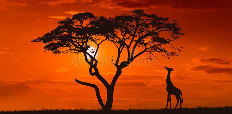 acero a tiempo catalogar Atardecer Brillante Con Un Gran Sol Amarillo Sobre La Sabana Africana Foto  de archivo - Imagen de caliente, rojo: 213308910
