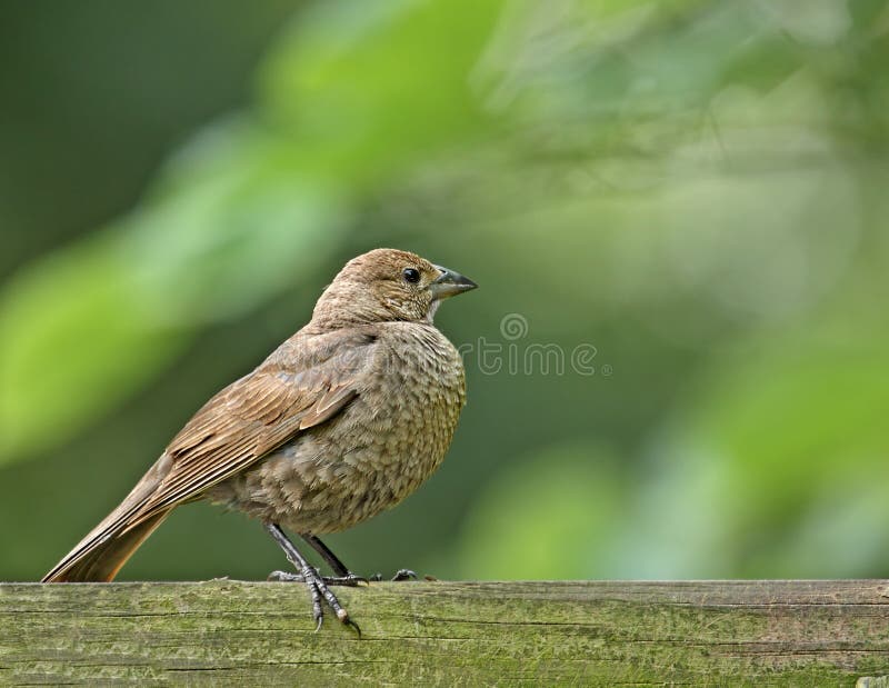 Ater καφετί μητριαρχικό molothrus cowbird στοκ εικόνες