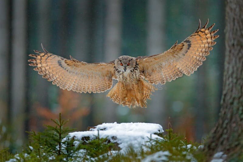 Aterrissagem da coruja de Eagle no coto de árvore nevado na floresta que voa a coruja de Eagle com as asas abertas no habitat com