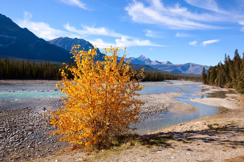 Athabasca River stock photo. Image of river, jasper, mountains 47773370