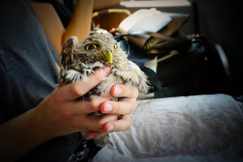 Athene Noctua owlet rescued in woman hand in a car close up. Athene Noctua owlet rescued in woman hand in a car close up