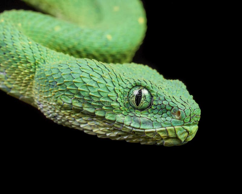 Snakes - Green Bush Viper (Atheris Chlorechis) © David