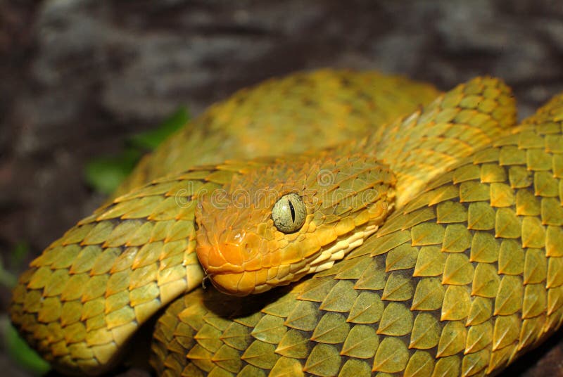 Leaf viper, Atheris squamigera, Stock image