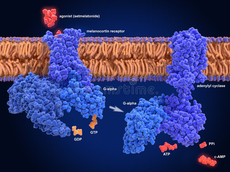 The melanocortin receptor 4 is crucial for appetite, energy homeostasis and body-weight control in the central nervous system. Binding of the agonist setmelatonide to the melacortin receptor leads to a G-protein coupled C-AMP signaling pathway. Source: PDB entries 7aue, 6r3q,. Israeli, H. et al. 2021 Science. The melanocortin receptor 4 is crucial for appetite, energy homeostasis and body-weight control in the central nervous system. Binding of the agonist setmelatonide to the melacortin receptor leads to a G-protein coupled C-AMP signaling pathway. Source: PDB entries 7aue, 6r3q,. Israeli, H. et al. 2021 Science
