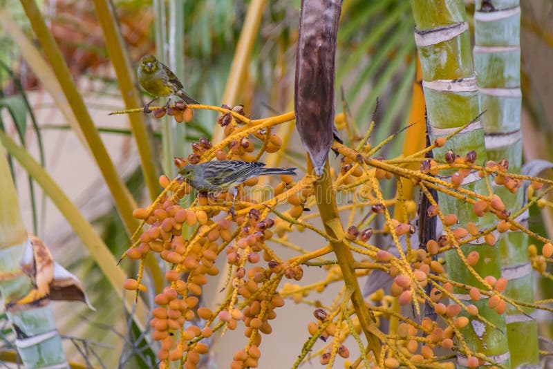 Atlantic Canary Serinus canaria wild bird perching on branches of palm tree berries in La Palma Island, Canaries, Spain