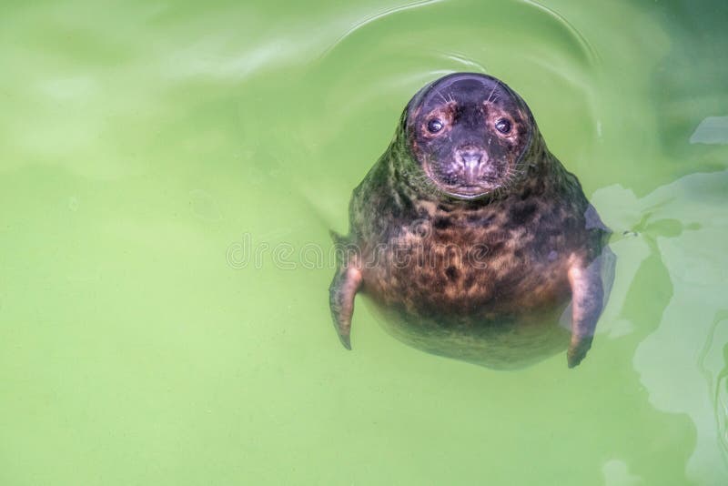 Atlantic Gray Seal - Halichoerus grypus zwemmen aan het wateroppervlak in terarium Grappig zegel dat omhoog kijkt en rust in het royalty-vrije stock foto Atlantic Gray Seal - Halichoerus grypus zwemmen aan het wateroppervlak in terarium Grappig zegel dat omhoog kijkt en rust in het royalty-vrije stock foto