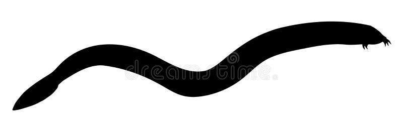 Hagfish Stock Illustrations 35 Hagfish Stock Illustrations Vectors Clipart Dreamstime