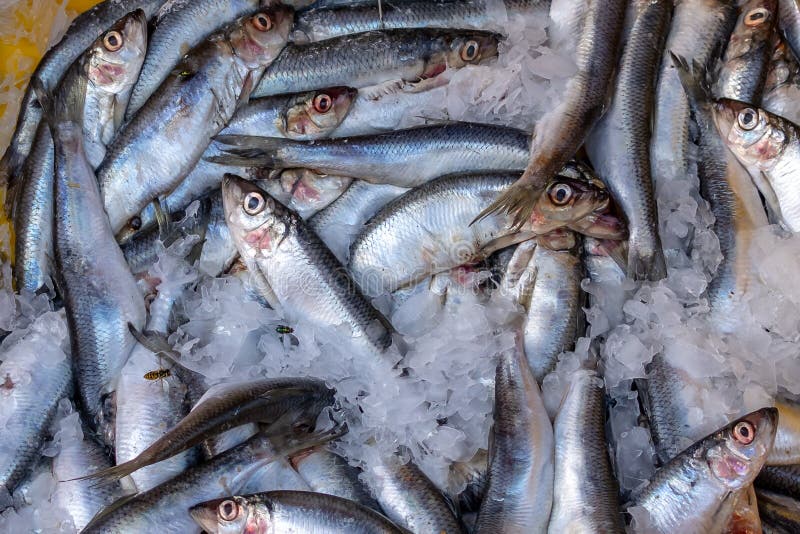 Atlantic Herring Fish in Ice Stock Image Image of atlantic, market