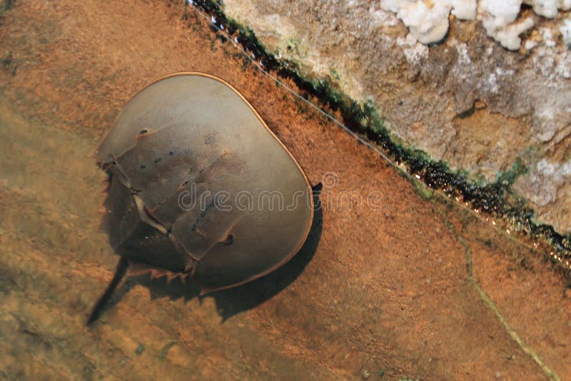 Atlantic horseshoe crab stock photo Atlantic horseshoe crab stock photo
