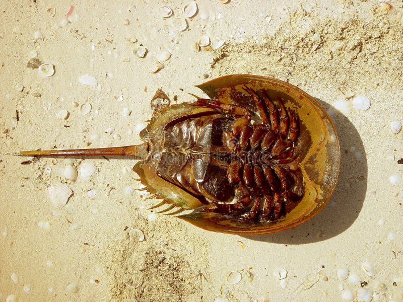 Atlantic Horseshoe Crab Limulus Polyphemus Stock Photo Image of crab