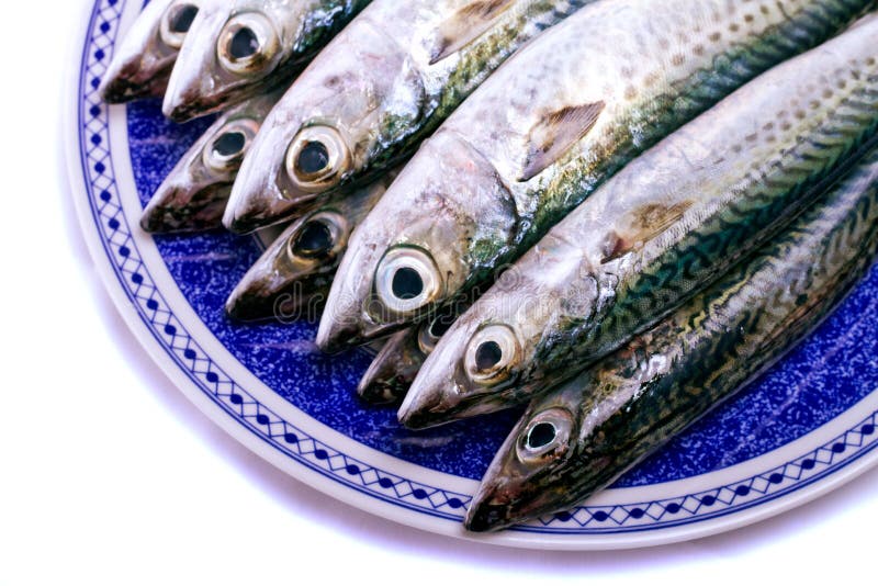 Atlantic mackerel stock image. Image of mackerel, isolated 20872713