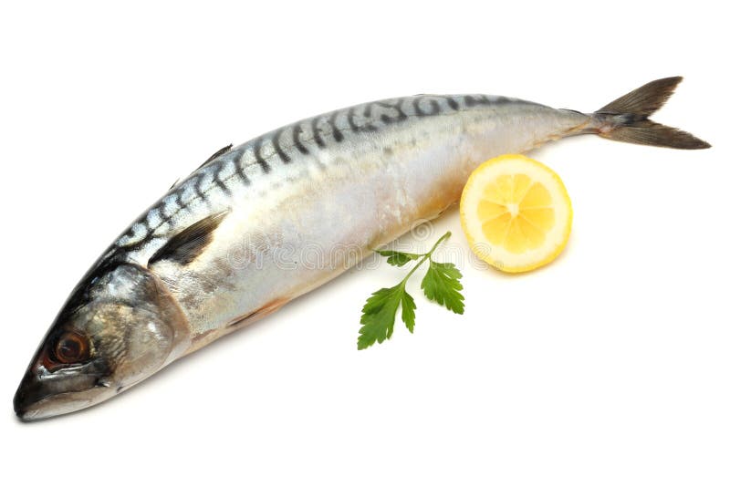 Whole Atlantic Mackerel Fish Stock Images Download 401 Royalty Free