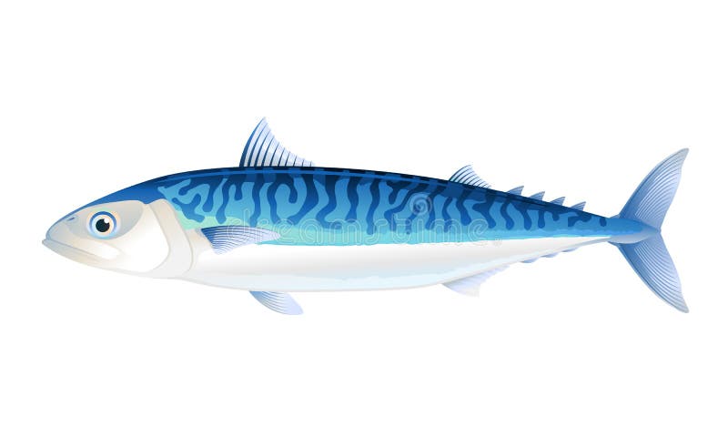 Atlantic mackerel stock illustration