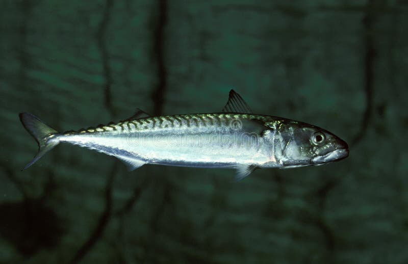 Atlantic Mackerel, Stock Image Image of aquatic