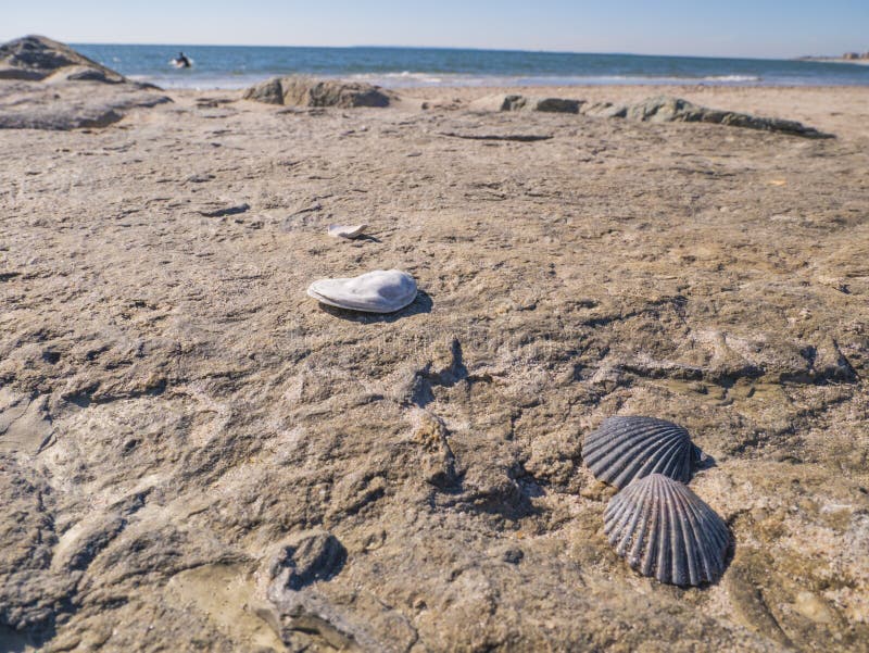 Atlantic ocean North America beach and shells.