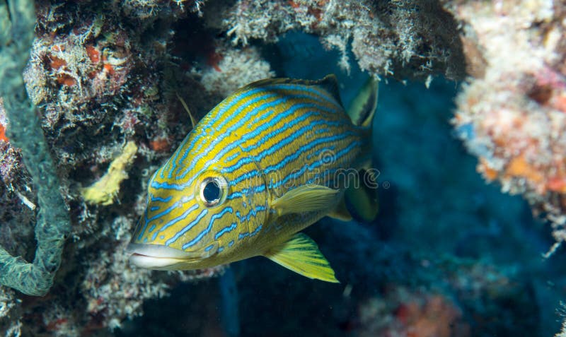 An Atlantic Ocean Species of Fish Stock Image - Image of reef