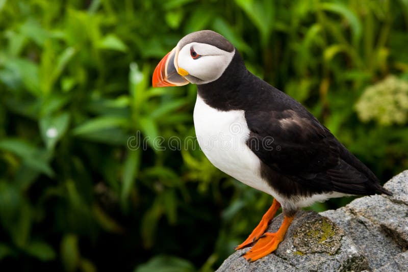 Atlantic Puffin royalty free stock images