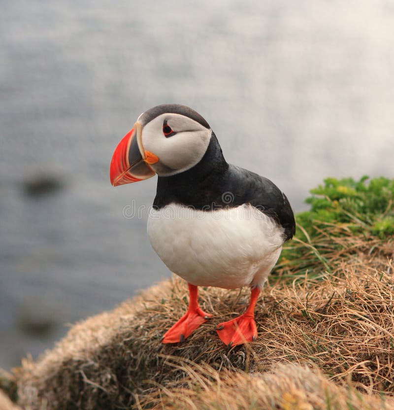 Atlantic puffin,arctica fratercula