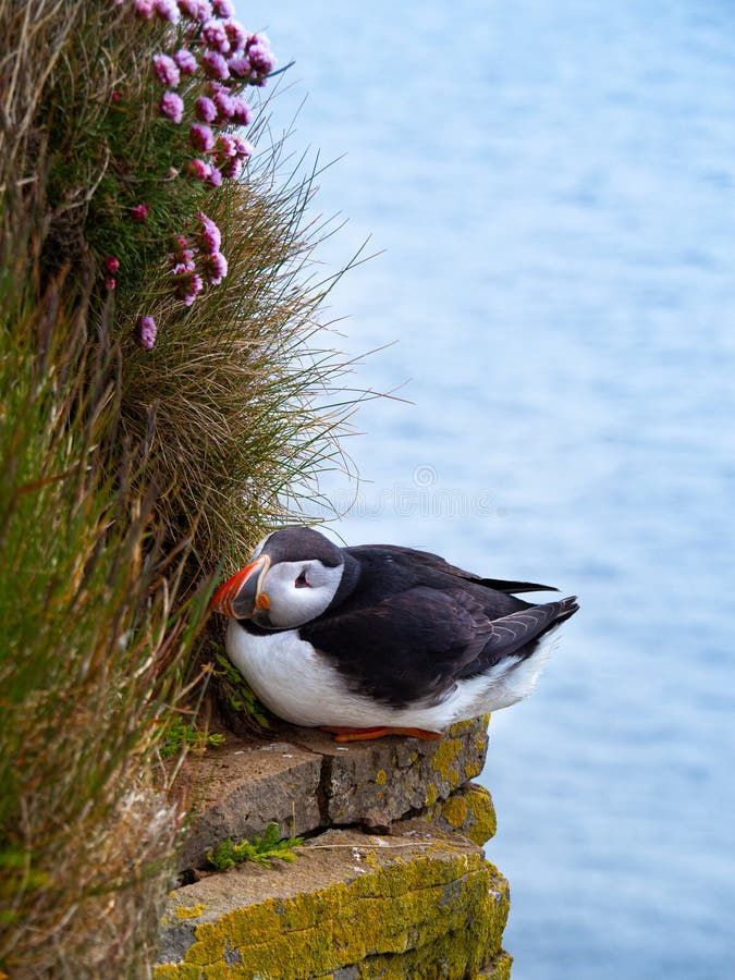 Puffin on a cliff top stock photo. Image of colorful Biology Diagrams