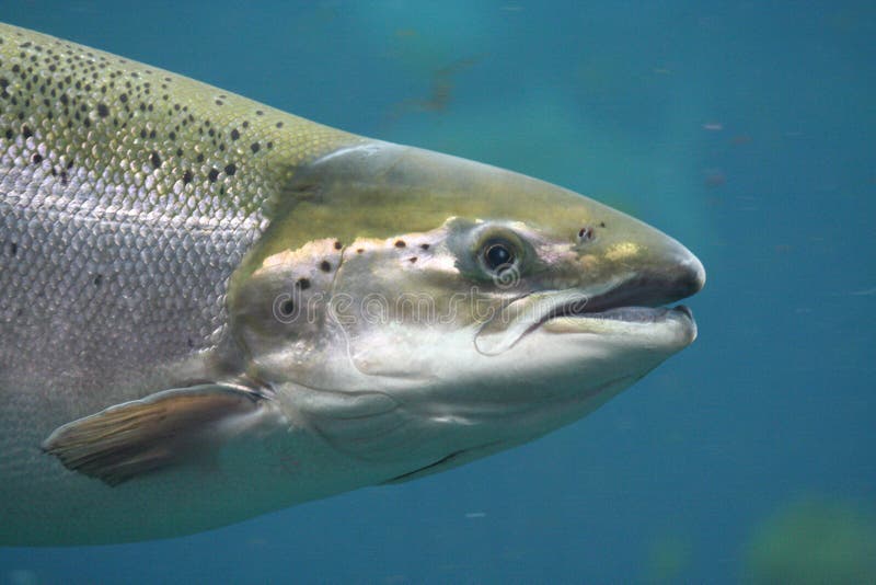 Nahaufnahme von einer Atlantik-Lachs unter Wasser.