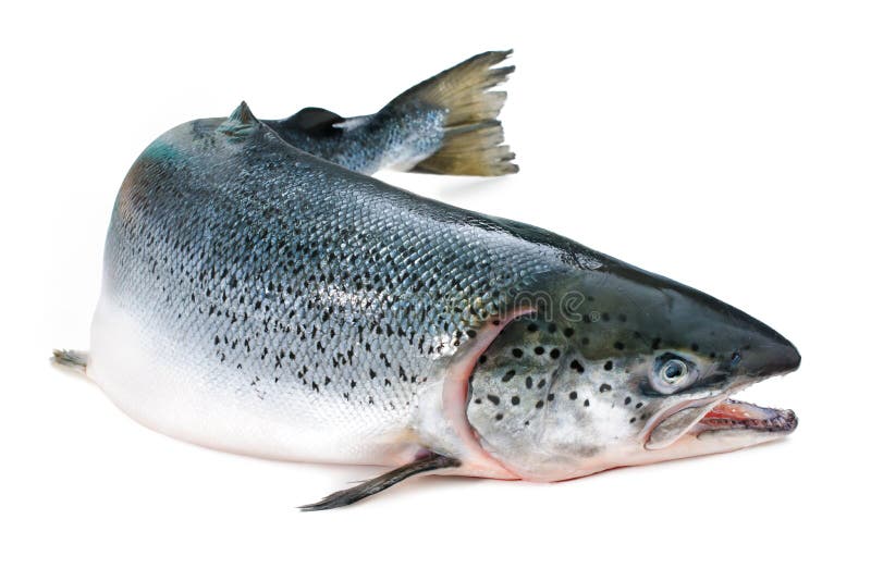Atlantic salmon stock image. Image of horizontal, saltwater - 33670079